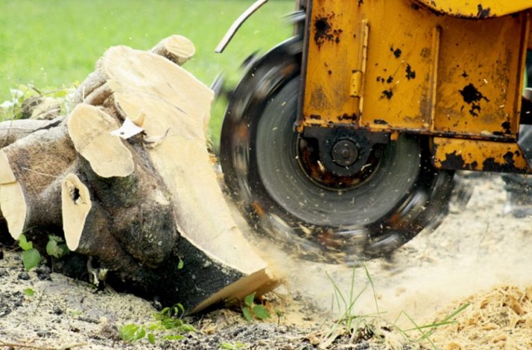 Why Stump Grinding on the Gold Coast is a Better Option than Stump Removal