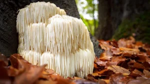 Unlocking the Potential: Lion’s Mane Mushrooms and Their Impact on Your Health