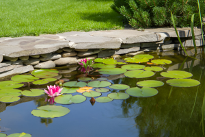 Delightful Ways to Keep Your Pond Crystal Clear