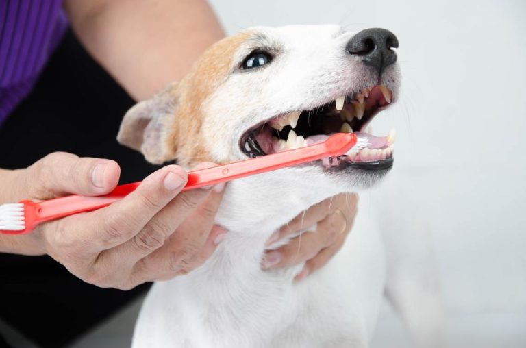 The Benefits of Routine Dental Care for Pets
