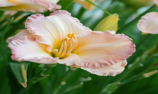 How Red Daylily Plants for Sale Add Warm Structure to Ornamental Beds