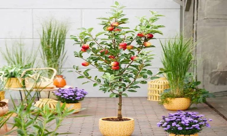 How to Protect Growing Space When You Buy Fruit Trees for an Allotment, with Nursery Specialist Guidance