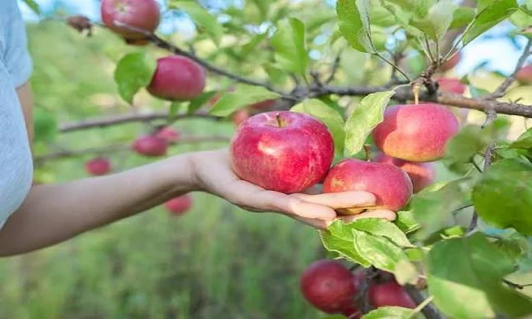 Quince Trees for Sale: Professional Nursery Guide for Distinctive UK Harvests
