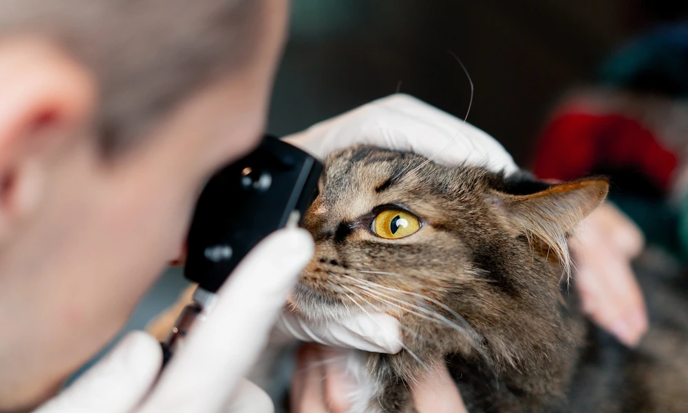 How Animal Urgent Care Teams Decide Which Pets Need Immediate Triage
