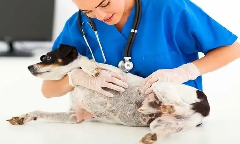 How General Veterinarians Assess Changes In Coat Texture