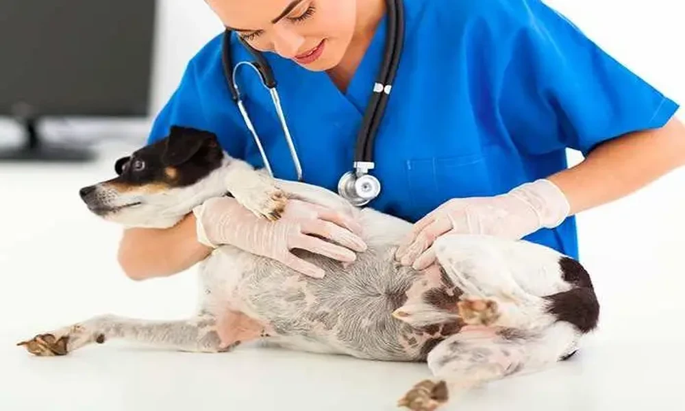 How General Veterinarians Assess Changes In Coat Texture